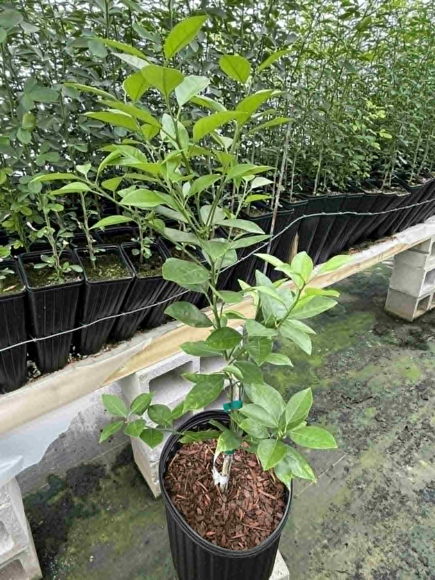 3 gal Owari satsuma