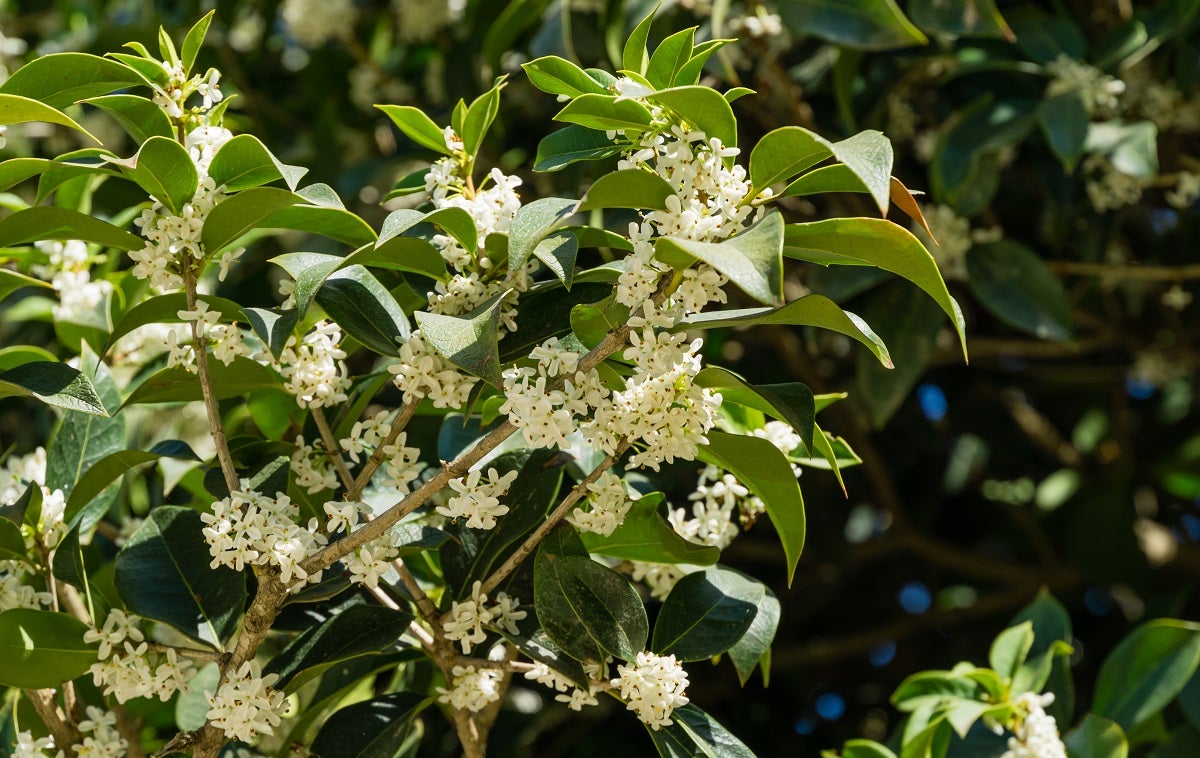 3 gal Fragrant tea olive