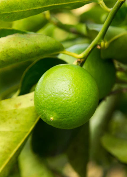 3 gal Persian lime