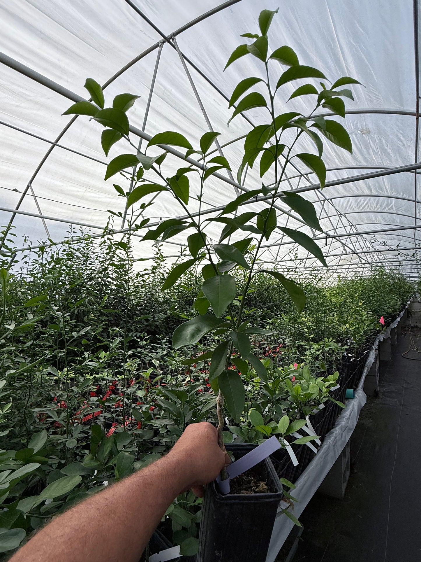 Yuzu lemon tree