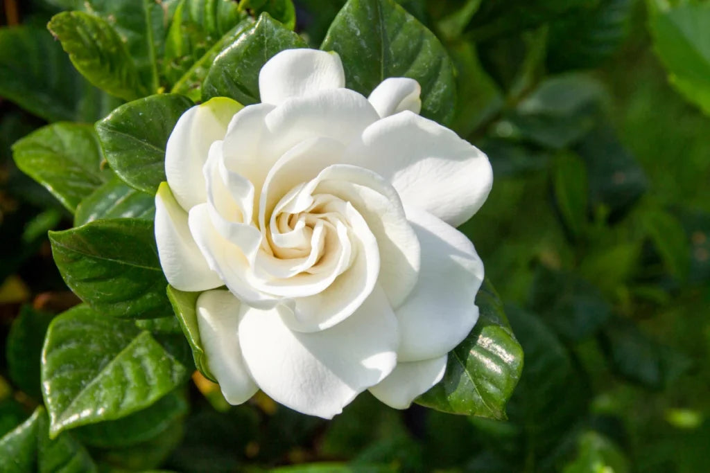 3 gallon gardenia