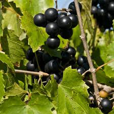 3 gal Cowart muscadine