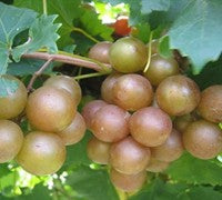 3 gal Carlos bronze muscadine