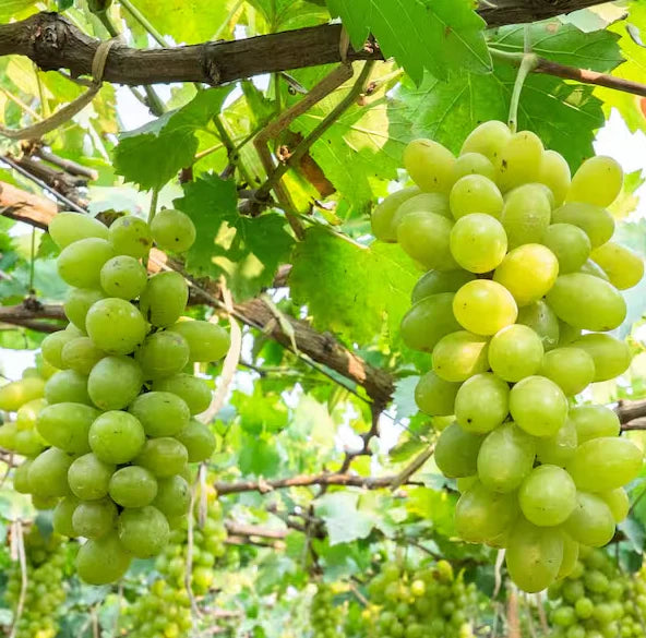 Thompson grape