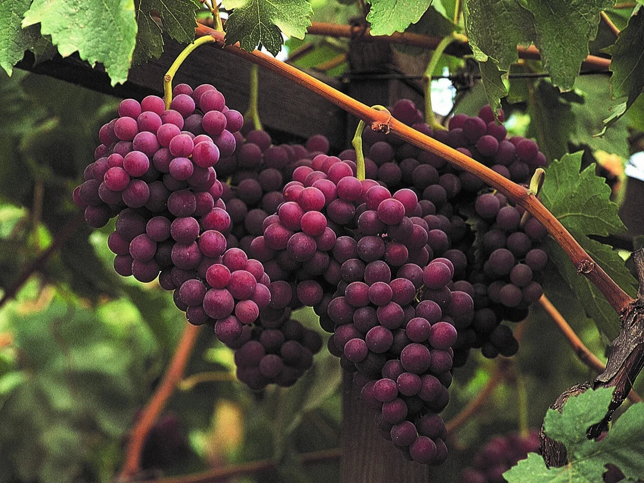 Flame grape