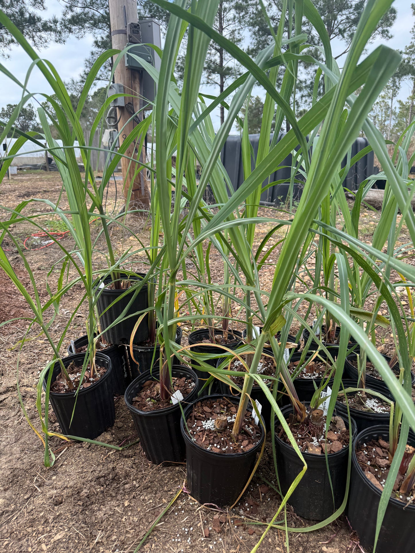 Blue Ribbon sugar cane