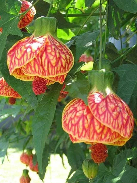 Chinese lantern