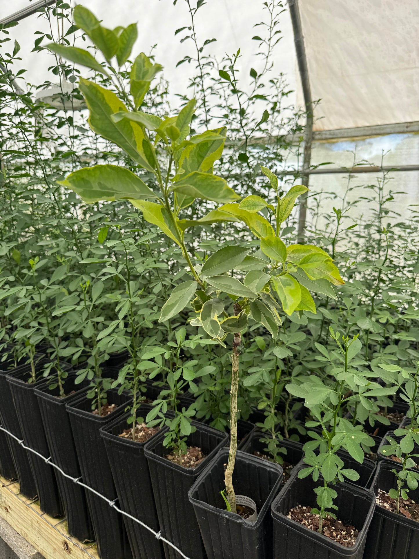 Centennial variegated kumquat