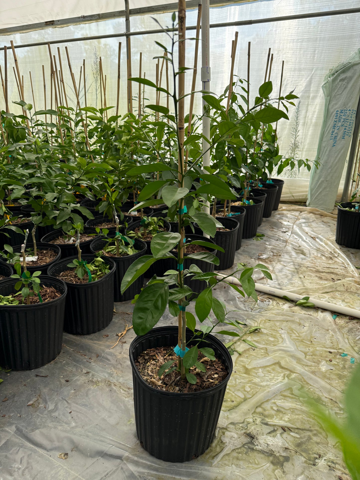 3 gallon grapefruit/lemon cocktail tree