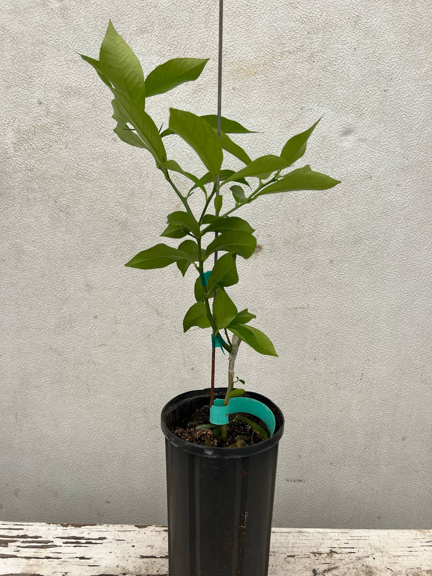 Lisbon lemon
