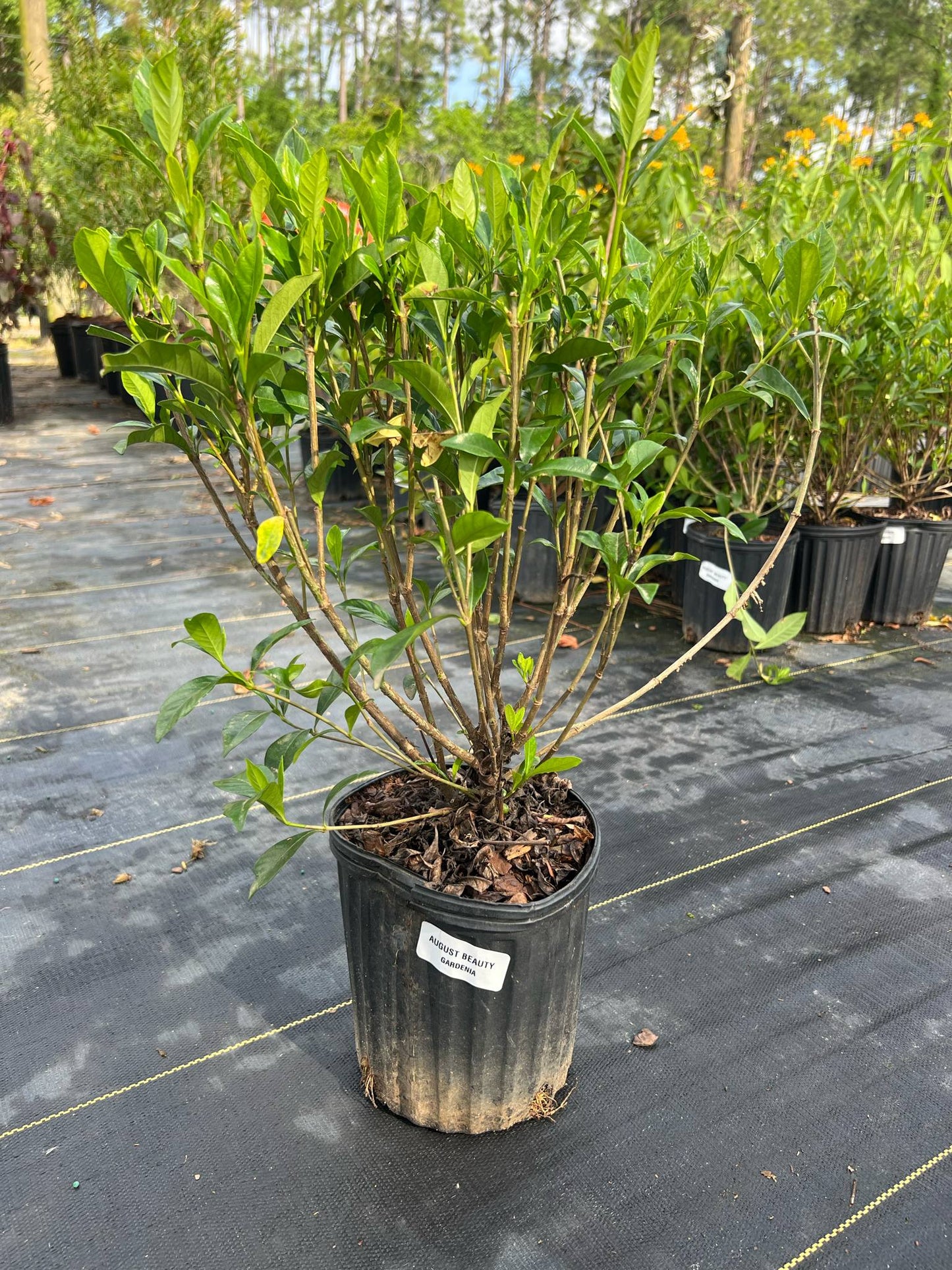 August beauty gardenia