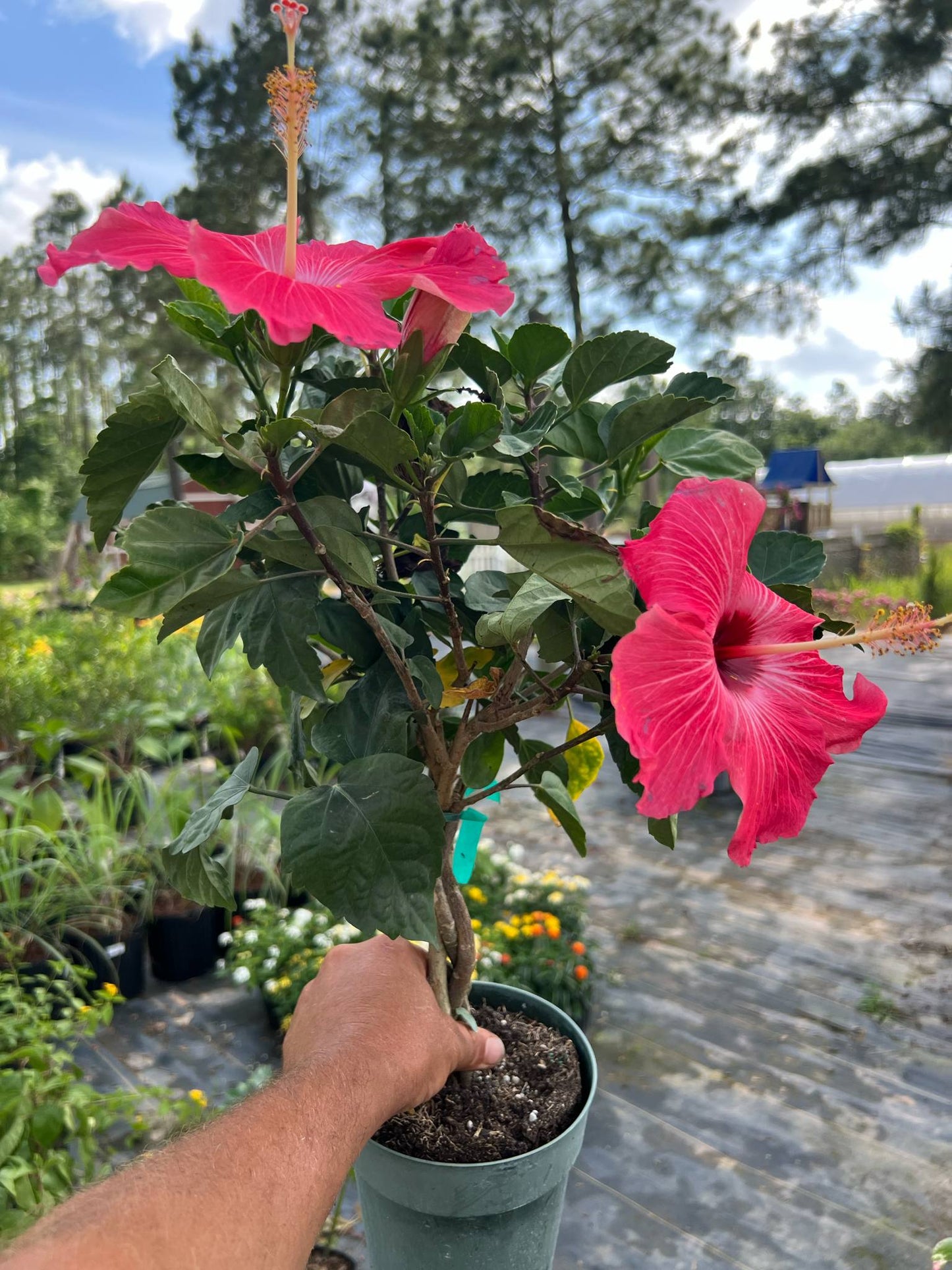 Braided hibiscus