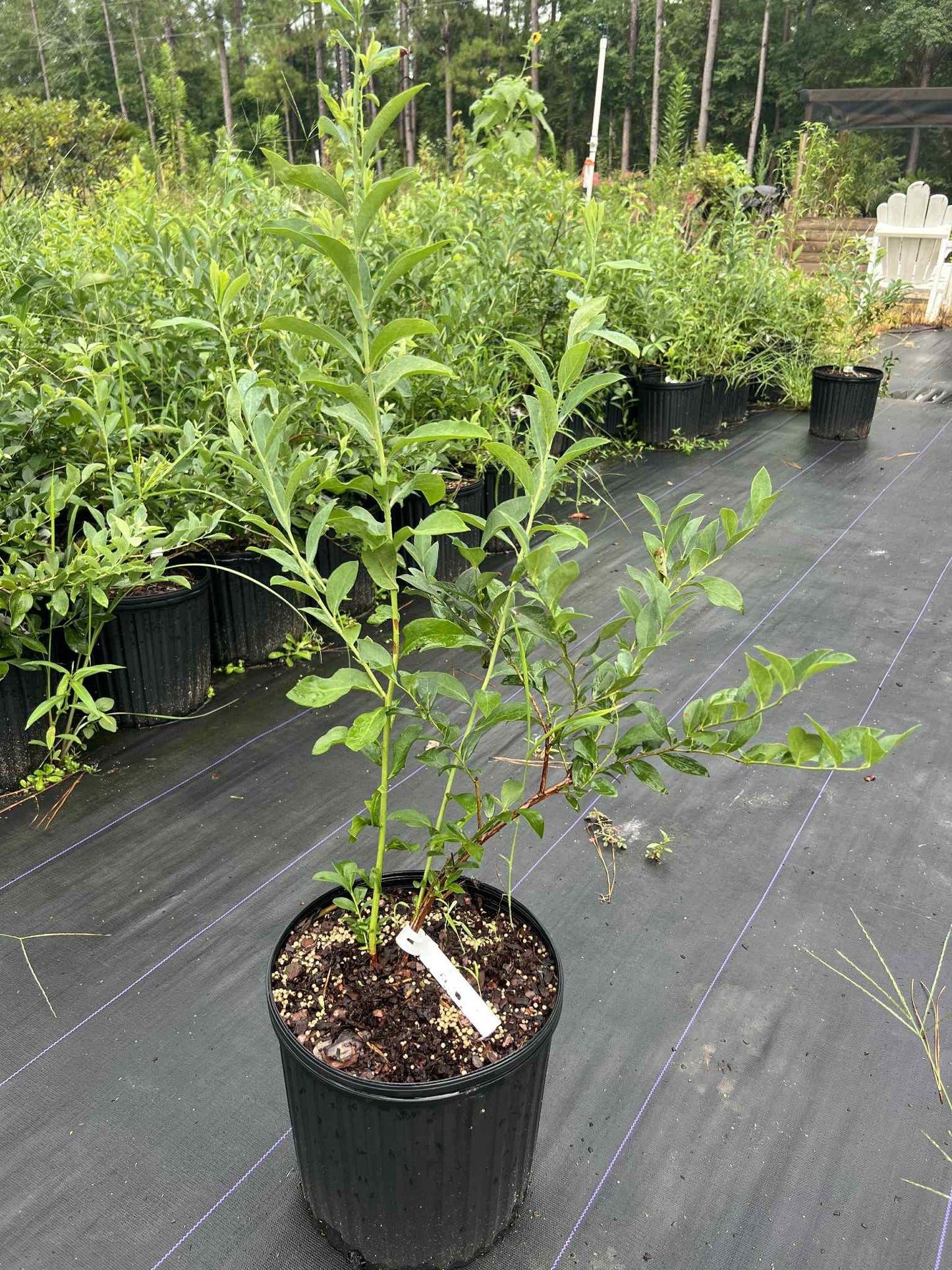 Brightwell rabbiteye blueberry