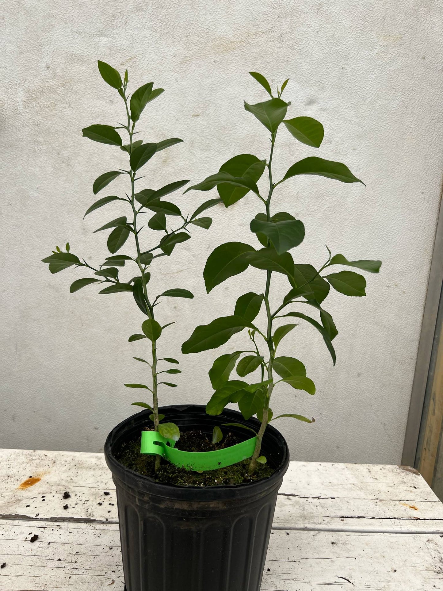 Lemon-lime cocktail tree *Mother's Day Sale!*