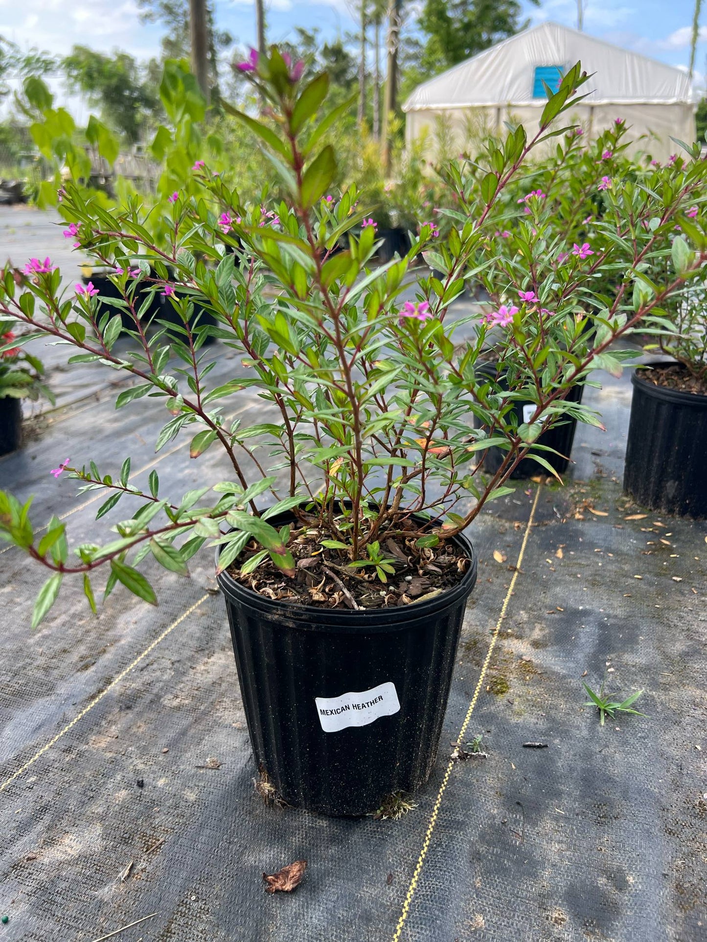 Mexican Heather