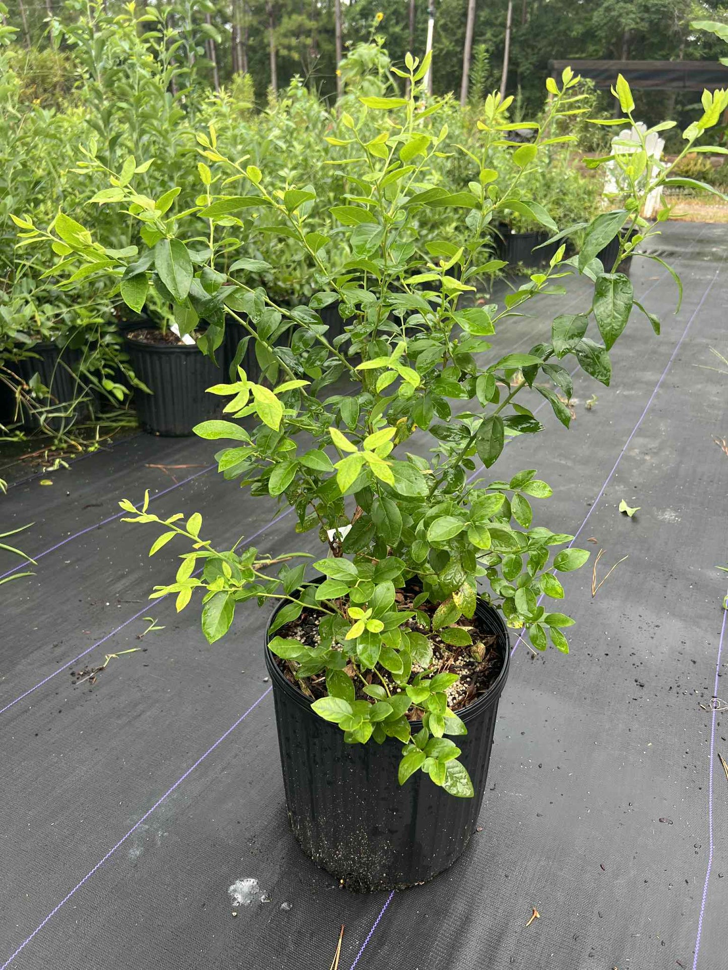 Optimus highbush blueberry