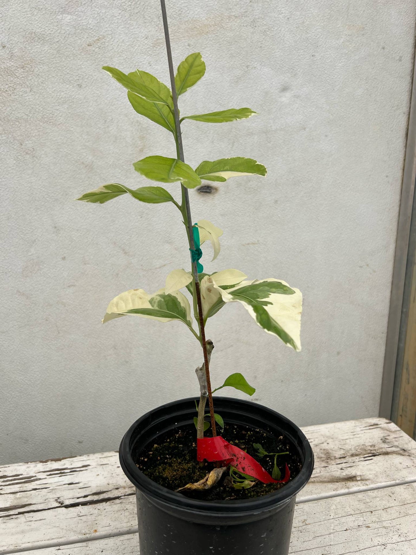 Variegated Pink Lemon Tree