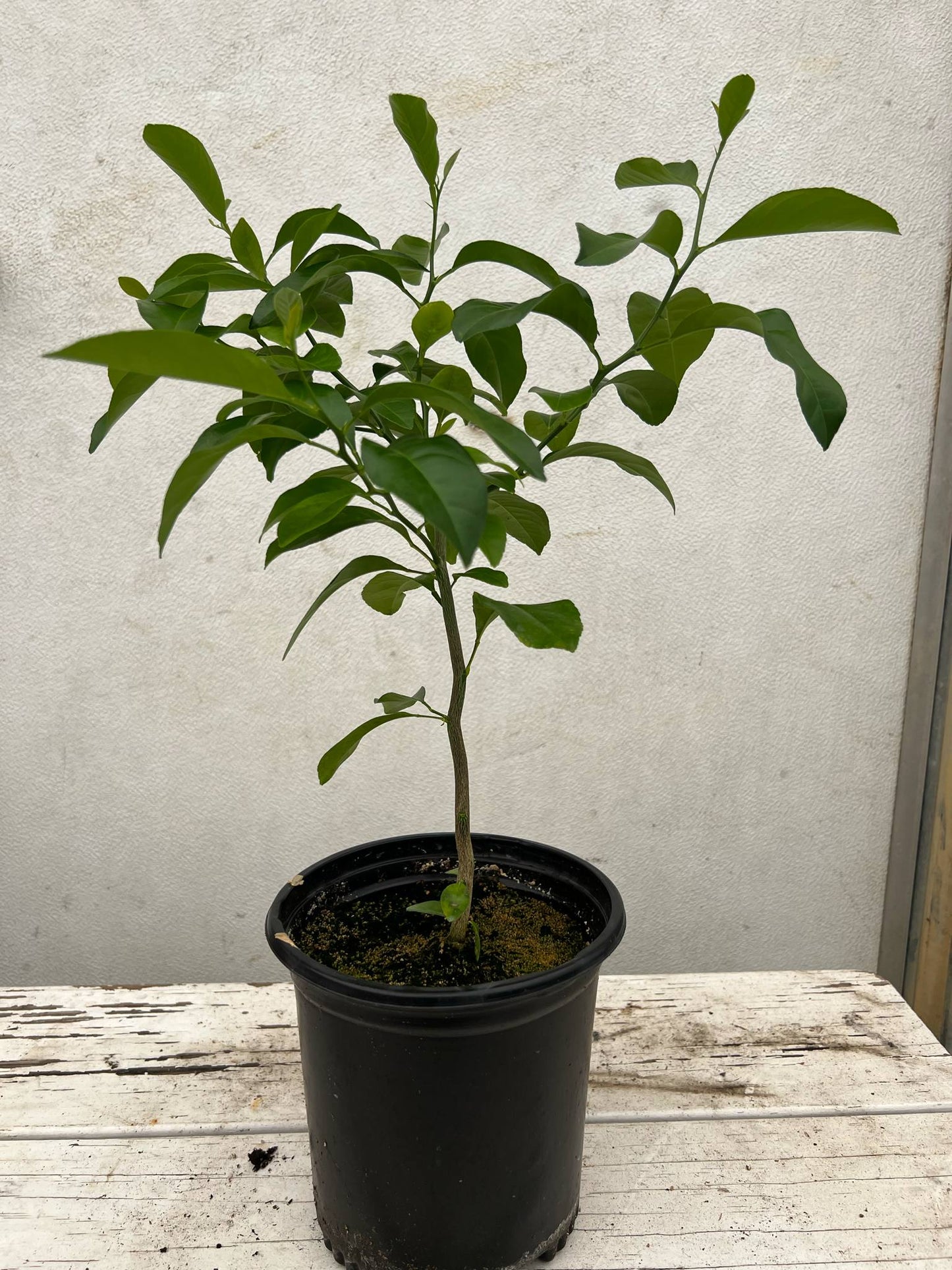 Volkamer Lemon Tree