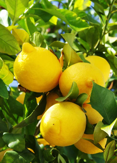 Extra Cold Hardy Citrus