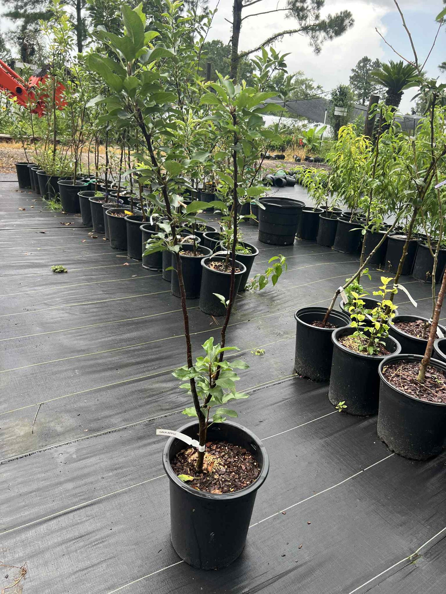 Fruit trees