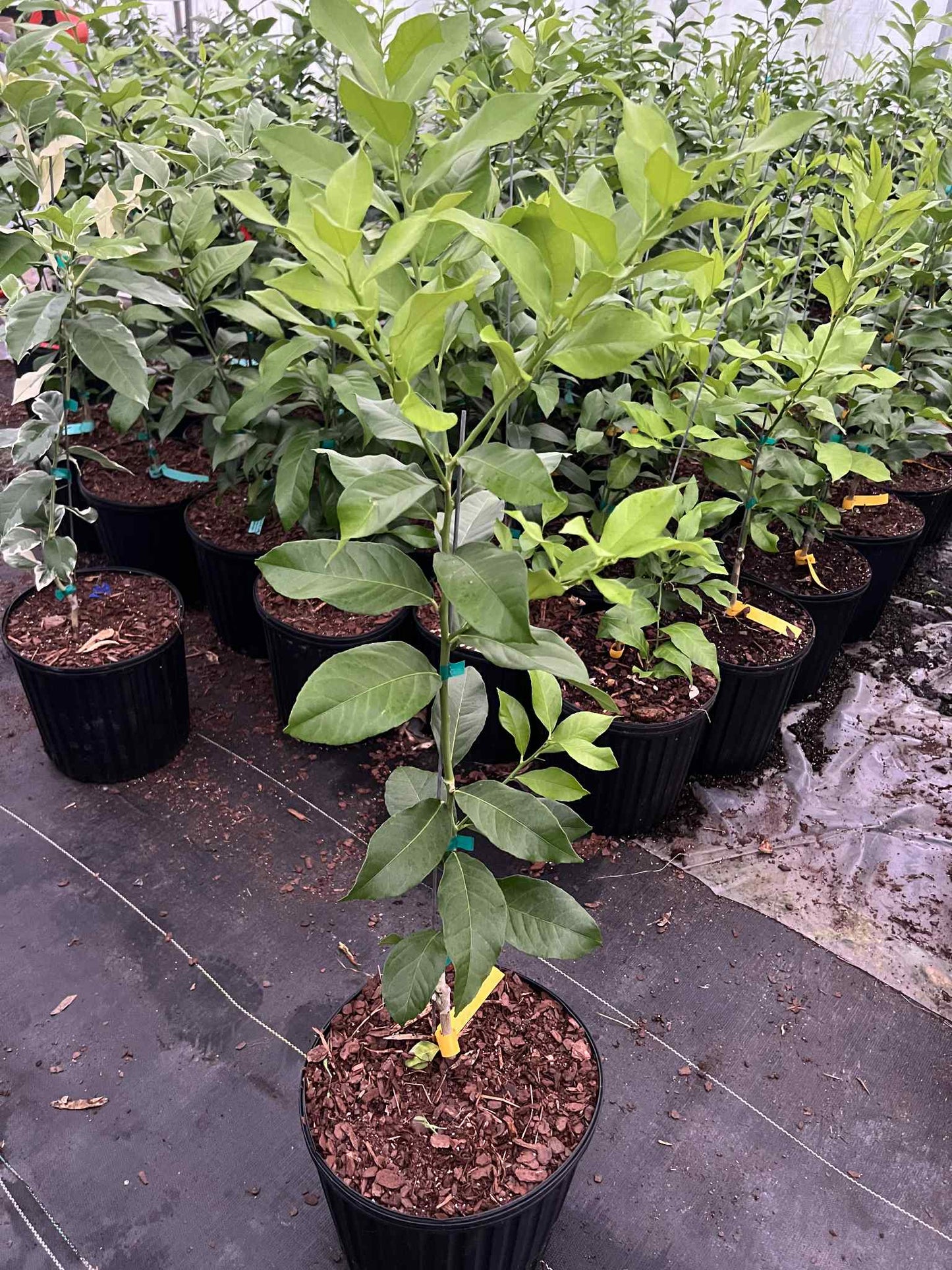 3 gal Sanguinelli blood orange
