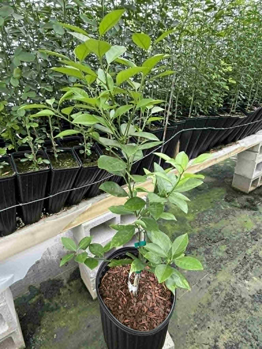 3 gal Moro blood orange