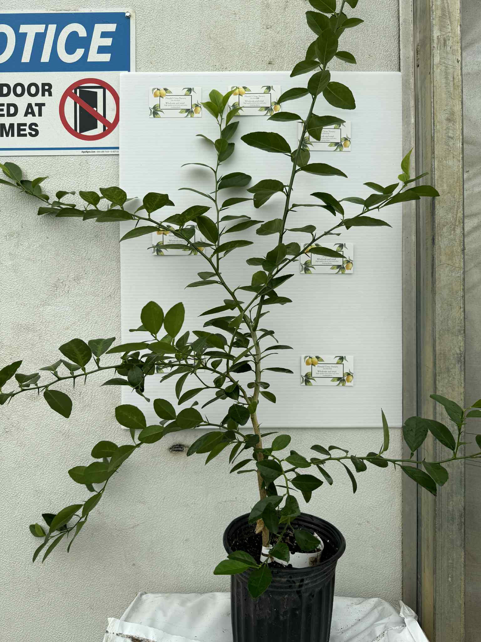Key Lime Tree β Floradel Citrus Nursery Store