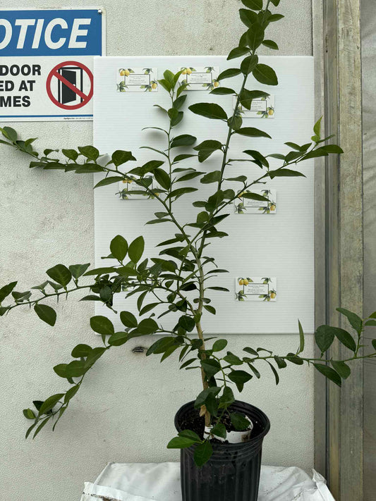 Key Lime Tree