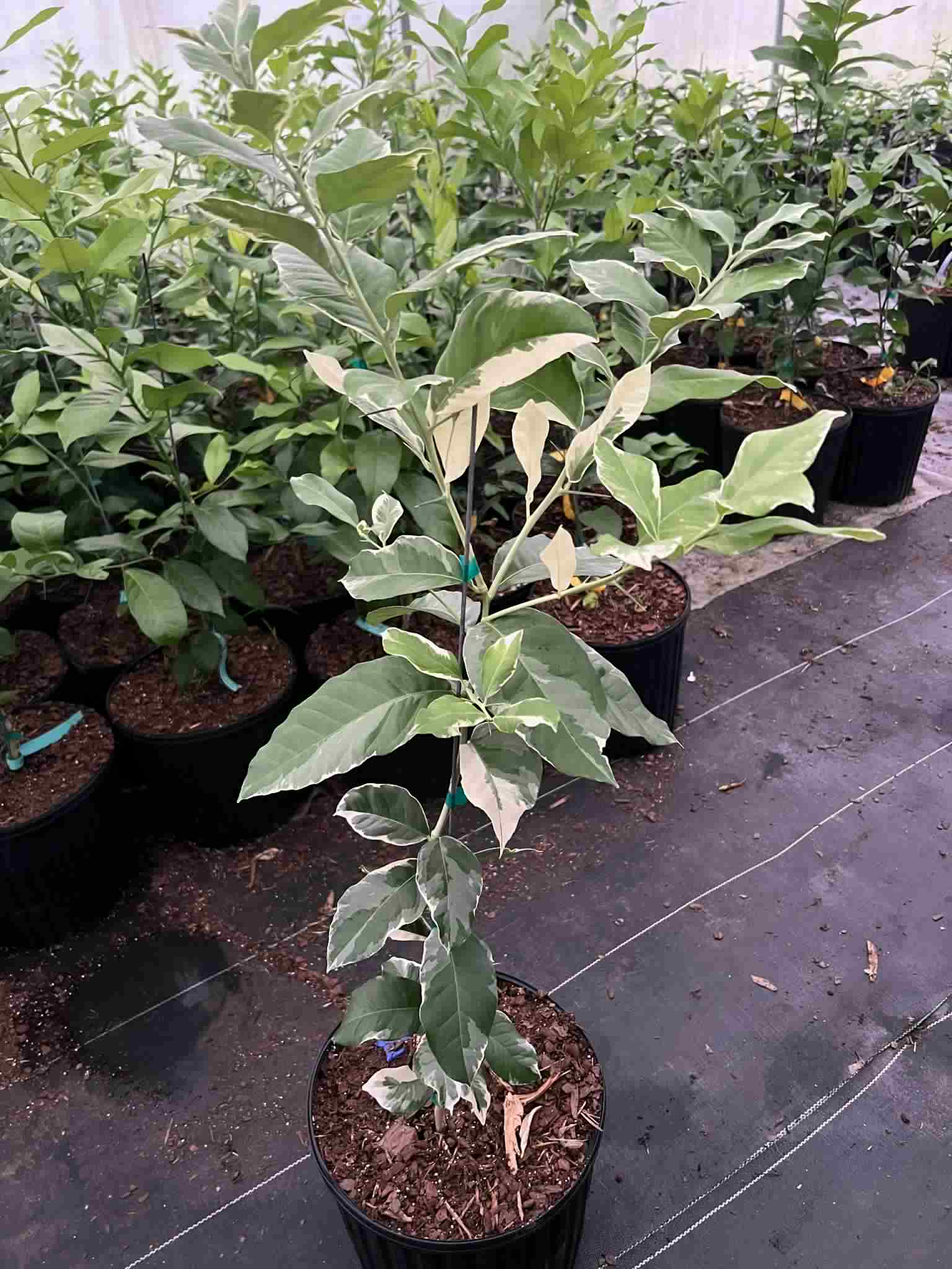 3 gal Variegated Pink Lemon – Floradel Citrus Nursery Store
