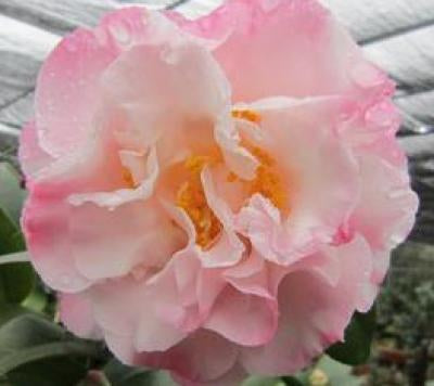 Moonshadow Camelia Sasanqua