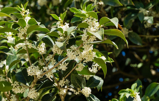 3 gal Fragrant tea olive