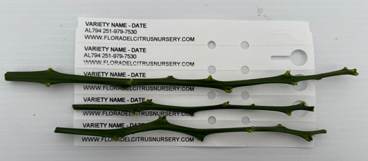 Silverhill Satsuma budwood