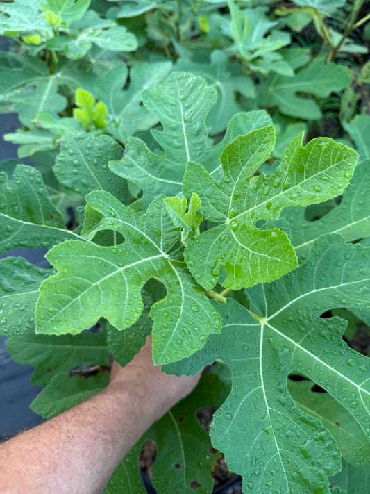 3 gal brown turkey fig