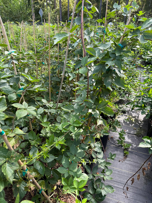 Natchez thornless blackberry