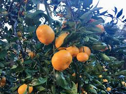 Lousiana early satsuma