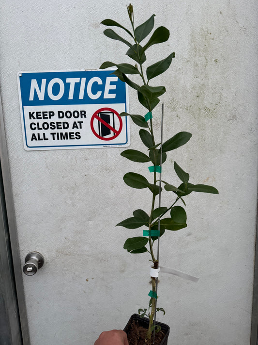 Brown Select satsuma