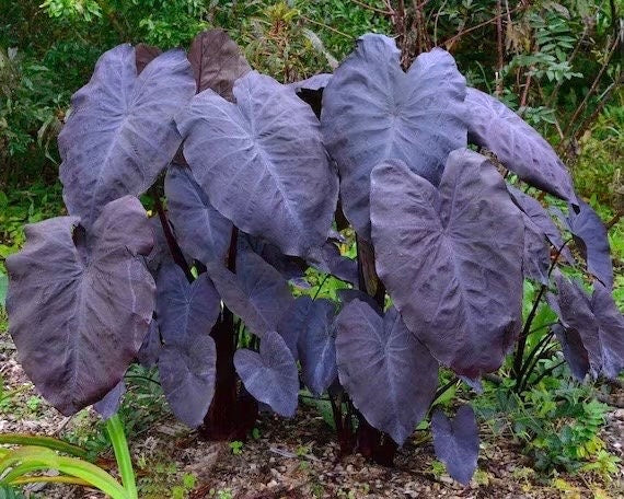 Black magic elephant ear