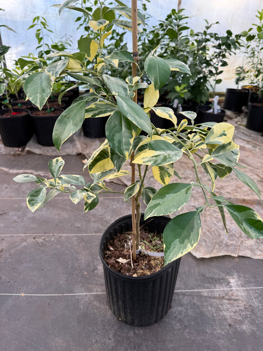 3 gal variegated sour orange