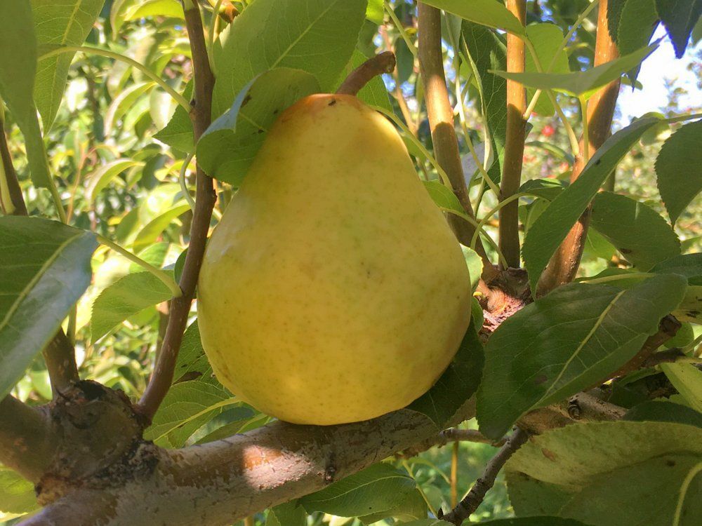 Southern Queen pear