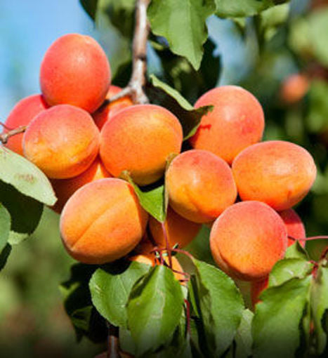Early Gold Apricot