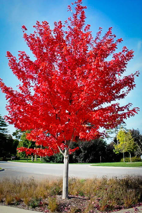 Autumn flame maple