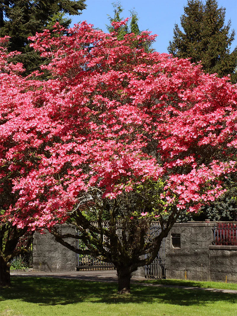 Red flowering dogwood