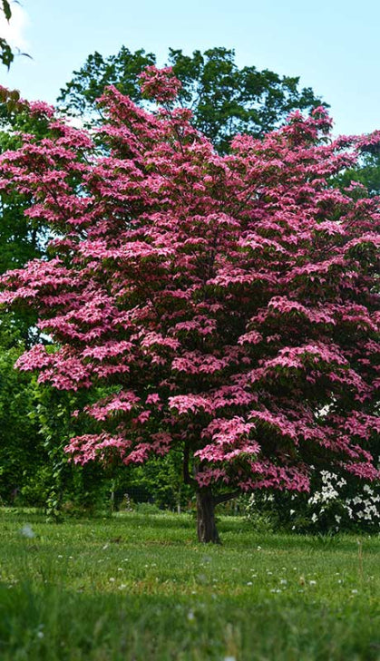 Pink flowering dogwood