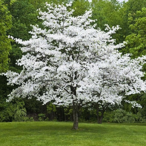 White flowering dogwood