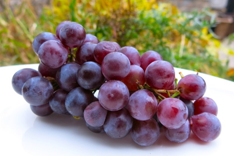 Concord grape