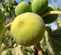 Lemon fig