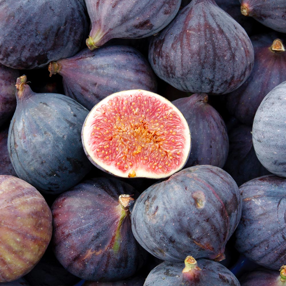 LSU purple fig