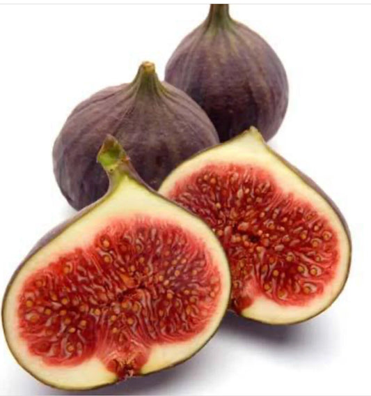 TX everbearing fig