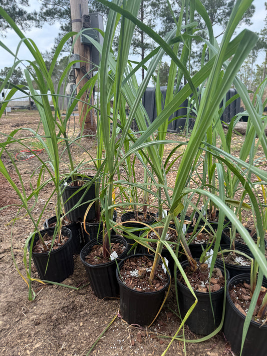 Blue Ribbon sugar cane