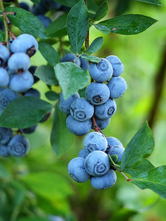 1 gal brightwell blueberry